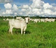Obispos - Barinas